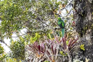 Resplendent quetzals (Pharomachrus mocinno) sitting on a tree in the cloud forest