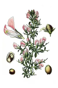 Restharrow (Ononis spinosa), medicinal plant