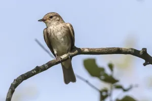 A resting grey flycatcher on a branch