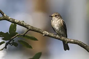 A resting grey flycatcher on a branch