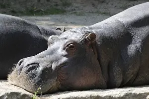 Resting Hippopotamus (Hippopotamus amphibius)