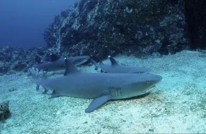 Resting Whitetip Reef Shark (Triaenodon obesus)