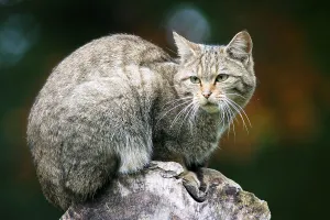 A resting wildcat (Felis sylvestris)