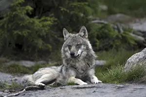 Resting wolf, (Canis lupus), Grey Wold
