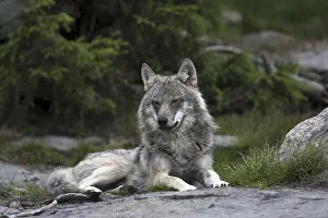 Resting wolf, (Canis lupus), Grey Wold
