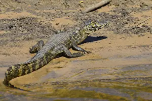 Resting yacare caiman (Caiman yacare) on the shore