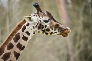 Reticulated giraffe (Giraffa camelopardalis reticulata)
