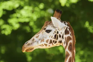Reticulated giraffe (Giraffa camelopardalis reticulata)
