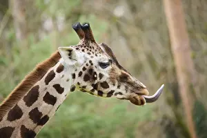 Reticulated giraffe (Giraffa camelopardalis reticulata)