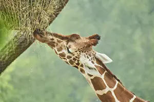Reticulated giraffe (Giraffa camelopardalis reticulata)