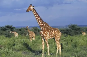 Reticulated giraffe (giraffa camelopardalis reticulata)
