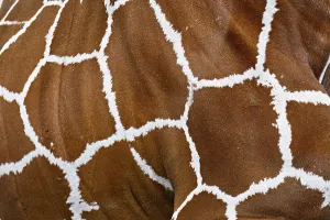 Category Wildlife DE Prints: Reticulated giraffe (giraffa camelopardalis reticulata)