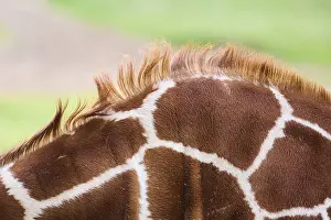 Reticulated giraffe (Giraffa reticulata) fur