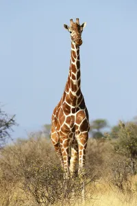Reticulated giraffe, Somali Giraffe (Giraffa camelopardalis reticulata) in bush savannah