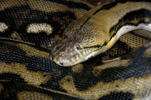 Reticulated Python (Malayopython reticulatus)