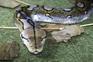 Reticulated python (Malayopython reticulatus)