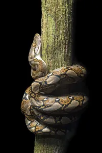 Reticulated python (Malayopython reticulatus)
