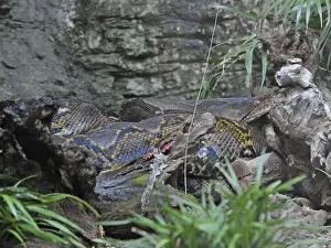 Reticulated python (Malayopython reticulatus)