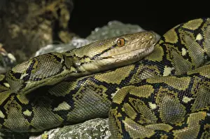 Reticulated python, python reticulatus, adult