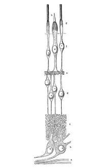 Retina, anatomical illustration
