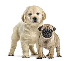 Retriever and pug puppies standing