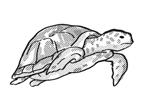 Retro cartoon line drawing style drawing of a Green Sea Turtle