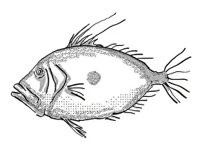 Retro cartoon style drawing of a John Dory