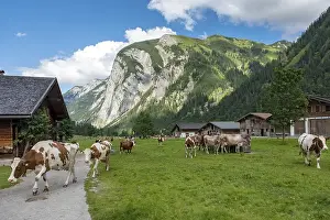 Return of the cows to the Almdorf Eng in the evening