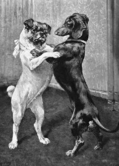 Reunion after the end of the dog ban