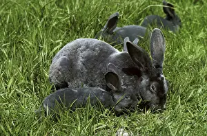 Rex domestic rabbit, French breed from the Sarthe