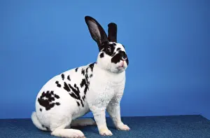Rex Rabbit