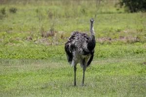 Rhea or Nandu in a green field facing camera