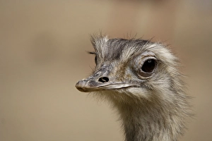 Rhea (Pterocuema pennata) portrait