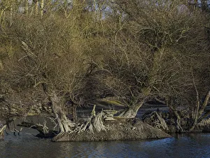 Rheinaue, floodplain forest at low water level