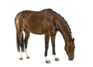 Rheinlander - 6 years old