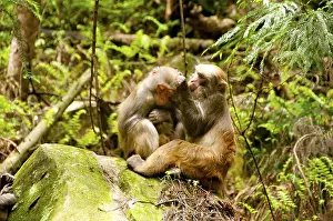 The Rhesus macaque (Macaca mulatta)