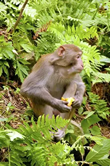 The Rhesus macaque (Macaca mulatta)