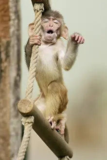 Rhesus macaque (Macaca mulatta)