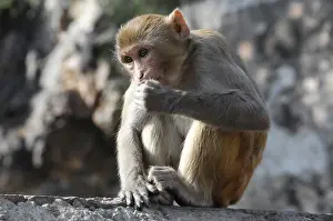 Rhesus macaque (Macaca mulatta) in the Galta Canyon