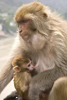 Rhesus macaque macaca mulatta with young