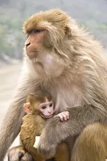 Rhesus macaque macaca mulatta with young