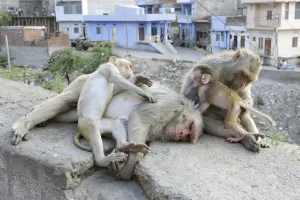 Rhesus Macaque or Rhesus Monkey (Macaca mulatta)