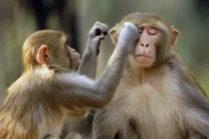 Rhesus macaques (Macaca mulatta)