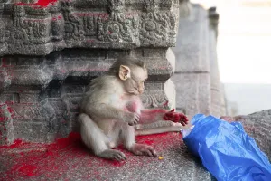 Rhesus monkey, cheeky barbary macaque ape with red holi powder in plastic bag
