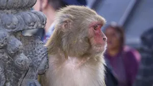 A rhesus monkey (Macaca mulatta) leans thoughtfully against a stone temple decoration