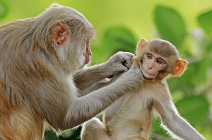 Rhesus Monkey or Macaque, (Macaca mulatta), female with young, Keoladeo Ghana National Park, Rajasthan, India, Asia