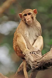 Rhesus Monkey or Rhesus Macaque (Macaca mulatta)