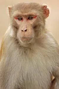Rhesus Monkey or Rhesus Macaque (Macaca mulatta)