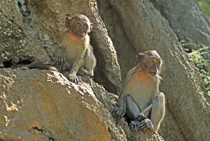 Rhesus monkeys, Wat Suwannakhuha monastery