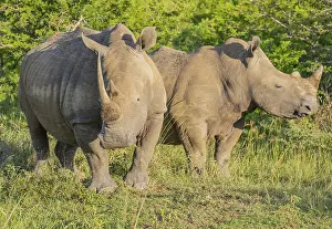 Rhino in Hluhluwe National Park South Africa Rhino in Hluhluwe National Park South Africa
